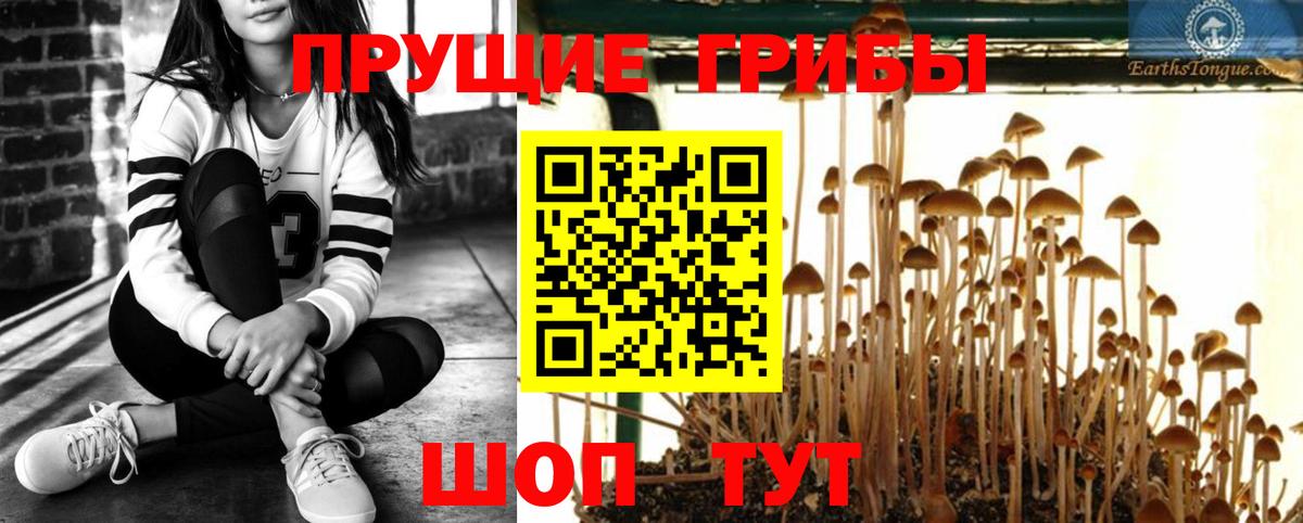 Галлюциногенные грибы Psilocybine cubensis Ухта